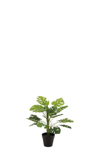 Philodendron en pot plastique vert small