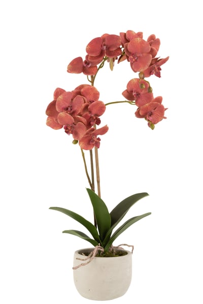 Orchidee + pot plastique/ciment rouge fonce/beige