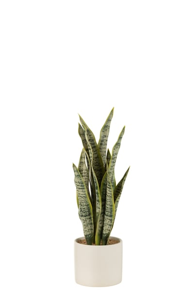 Plant sansevieria en pot pvc vert medium