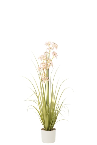 Allium en pot plastique vert/rose clair medium