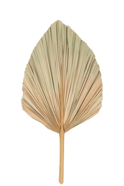 Feuille de bananier sechee naturel