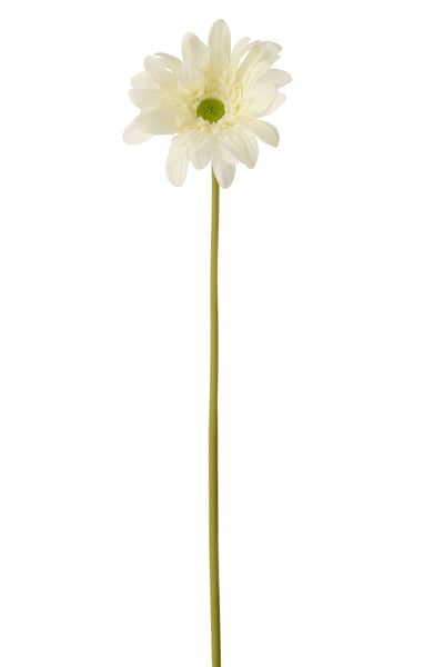 Gerberas touche réel tissu blanc