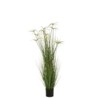 Cyperus alternifolius 11 têtes en pot pvc vert large