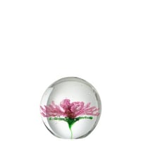 Presse papier aster rond verre transparent/rose large