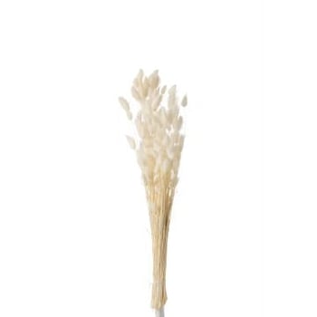 Bouquet queue de lievre sechees ecru small