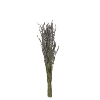 Bouquet lavande seche mauve