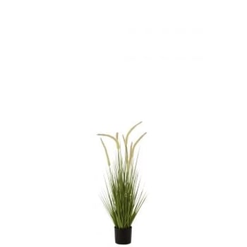 Herbes + graminees en pot plastique vert small