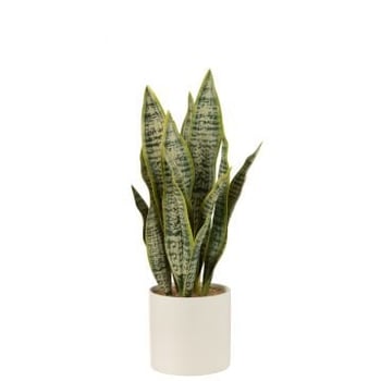 Plant sansevieria en pot pvc vert large