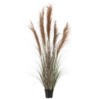 Herbe de pampas 5 têtes en pot pvc vert/orange small