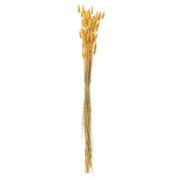 Bouquet queue de lievre seche jaune clair