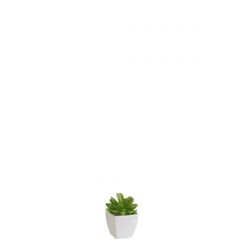 Succulente + pot vert/melamine blanc