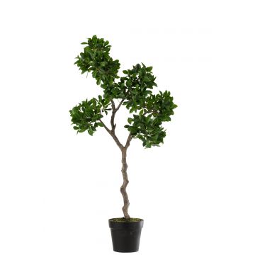 Ficus arbre en pot plastique vert/noir large