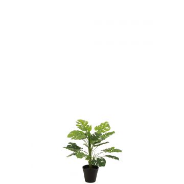 Philodendron en pot plastique vert small