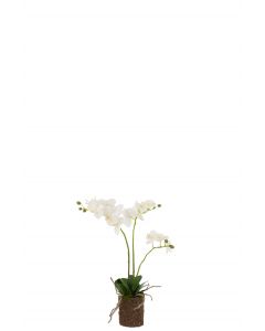 Orchidee en terre plastique blanc/vert medium
