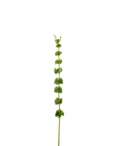 Branche molucella plastique vert large
