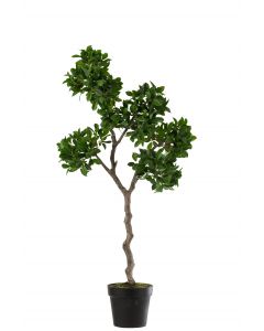 Ficus arbre en pot plastique vert/noir large