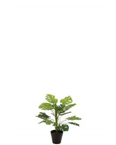 Philodendron en pot plastique vert small