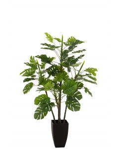 Philodendron en pot plastique vert large