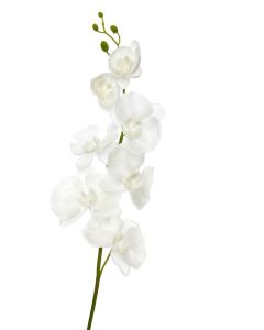 Orchidee polyester blanc