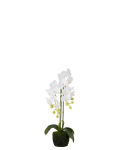 Orchidee fresh touch blanc small
