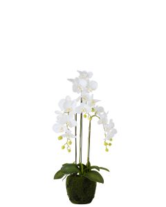 Orchidee fresh touch blanc medium